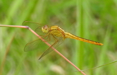 Crocothemis servilia