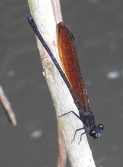 Euphaea lara