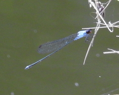 Pseudagrion pruinosum