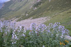 Campanula lactiflora