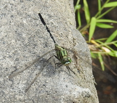 Orthetrum sabina