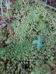 Diobelonella palustris