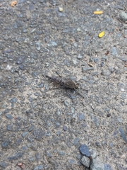 Asilinae