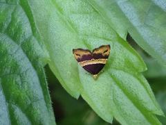 Choreutis basalis