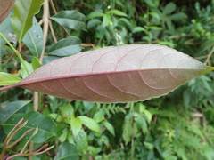 Turpinia ternata