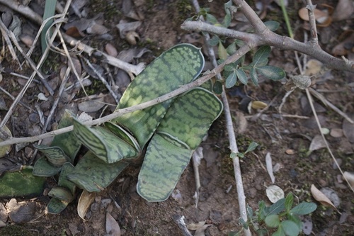 Gasteria obliqua