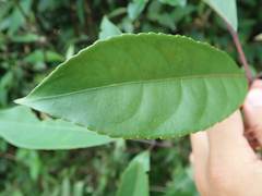 Turpinia ternata