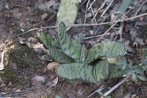 Image of Gasteria bicolor by (c) Karen Eichholz, some rights reserved (CC BY)
