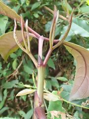 Turpinia ternata