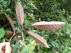 Turpinia ternata