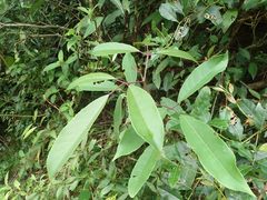 Turpinia ternata