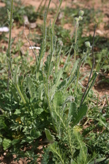 Senecio erosus