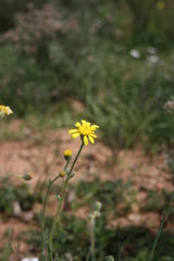 Senecio erosus