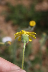 Senecio erosus