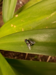 Diptera