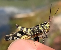 Spharagemon marmorata