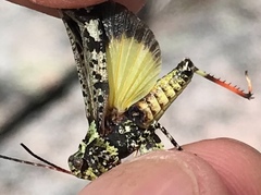 Spharagemon marmorata