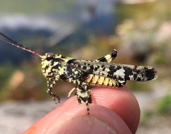 Spharagemon marmorata