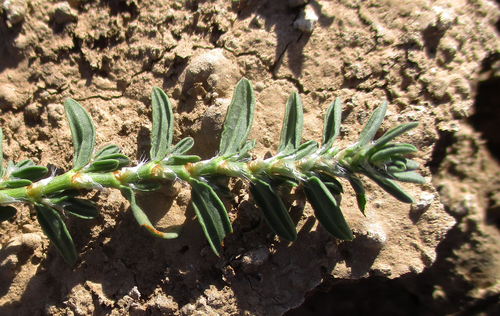 Polygonum plebeium image