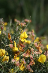 Lotononis densa densa