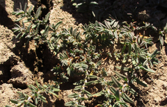 Polygonum plebeium image