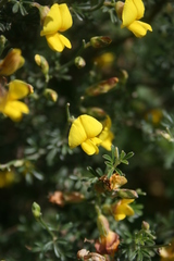 Lotononis densa densa