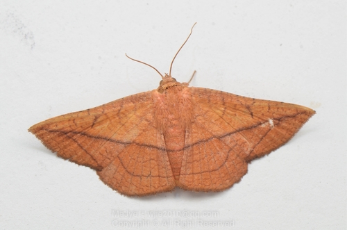 Sonagara strigipennis