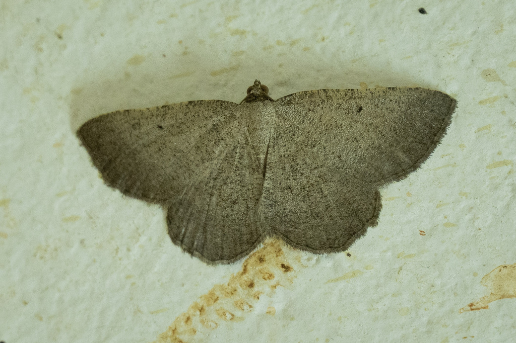 Ortaliella palaestinensis