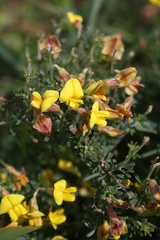 Lotononis densa densa