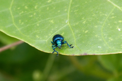 Platycorynus peregrinus