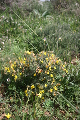 Lotononis densa densa