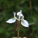 Moraea mutila - Photo (c) Jacques van der Merwe, some rights reserved (CC BY-SA), uploaded by Jacques van der Merwe