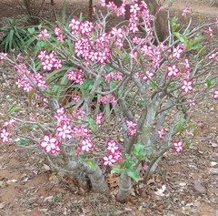 Adenium multiflorum