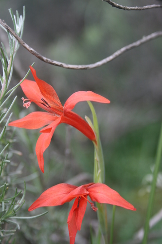 Image of Gladiolus watsonius by (c) Jacques van der Merwe, some rights reserved (CC BY-SA)