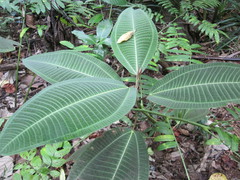 Miconia calvescens