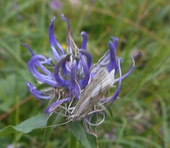 Catoptria petrificella