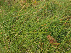 Eleocharis rostellata