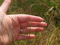 Eleocharis rostellata