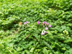 Cyanthillium cinereum