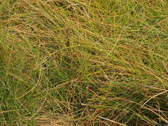 Eleocharis rostellata