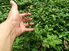 Cyanthillium cinereum