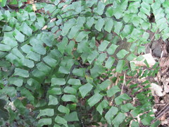 Adiantum trapeziforme