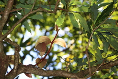 Hydrangea integrifolia
