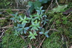 Oxalis griffithii
