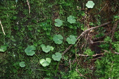 Hydrocotyle setulosa