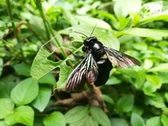 Xylocopa
