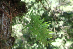 Polypodiodes amoena