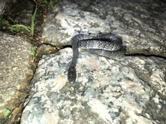 Pareas margaritophorus