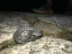 Pareas margaritophorus