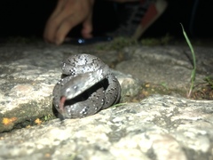 Pareas margaritophorus